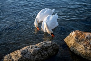 The Kinesiology Collection – Isabel Rappold, Praxis, Kinesiologie, Feldmeilen, Meilen